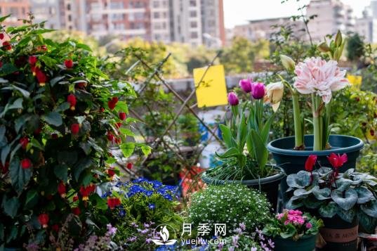 冬去春來(lái)，氣溫升高，期待花趕快打開(kāi)(圖1)