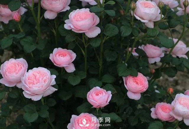 什么月季品種***有仙氣？當屬瑞典女王月季(圖1)