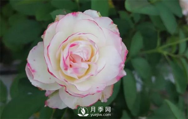 施肥、陽(yáng)光、修剪，做好三點(diǎn)，月季花月月爆盆(圖1)