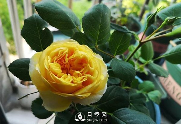 盆栽月季樹(shù)皮放多了影響生根嗎？來(lái)告訴你正確做法(圖1)