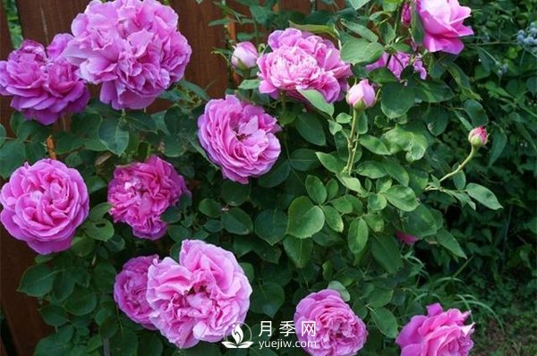 月季花花苞有綠色小蟲(chóng)怎么辦？(圖1)