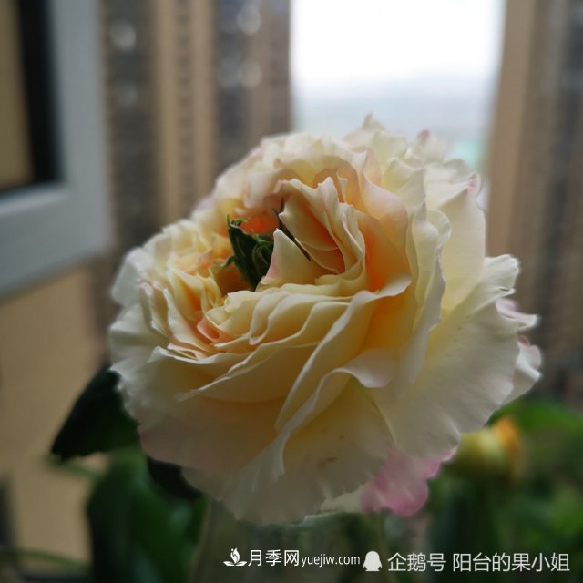 條紋系的月季，你***愛(ài)哪一種(圖4)