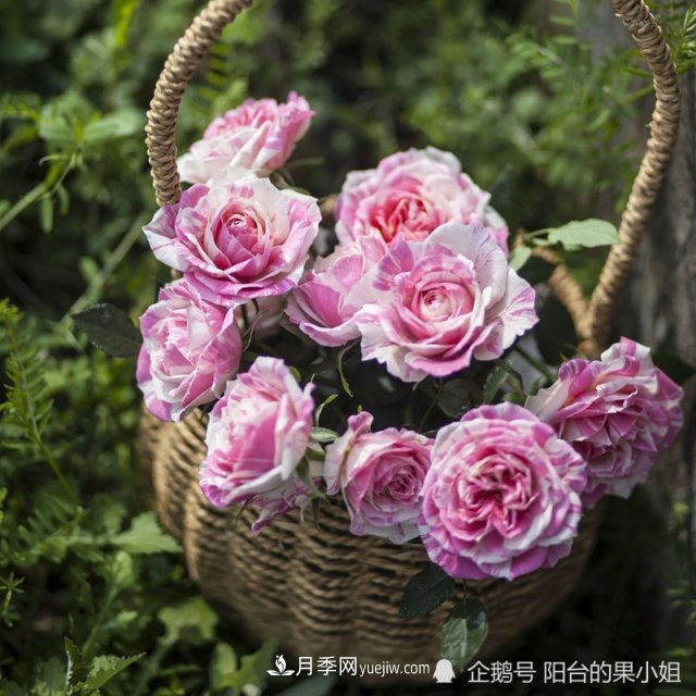 條紋系的月季，你***愛(ài)哪一種(圖9)
