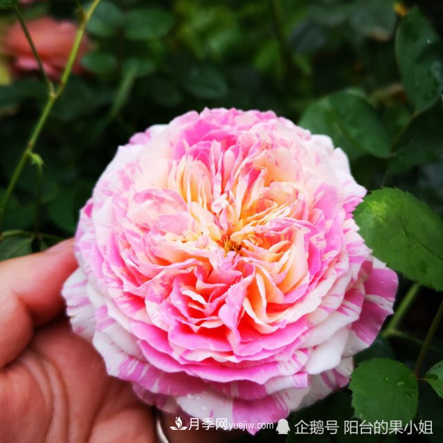 條紋系的月季，你***愛(ài)哪一種(圖3)