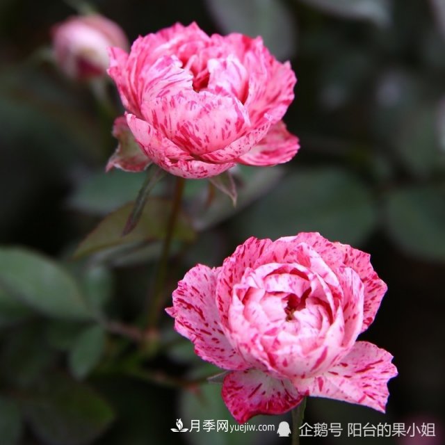 條紋系的月季，你***愛(ài)哪一種(圖1)