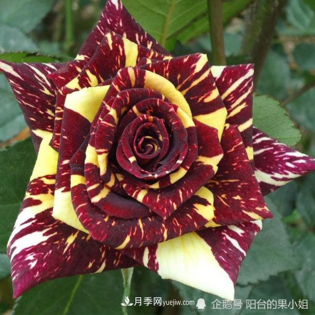 條紋系的月季，你***愛(ài)哪一種(圖11)