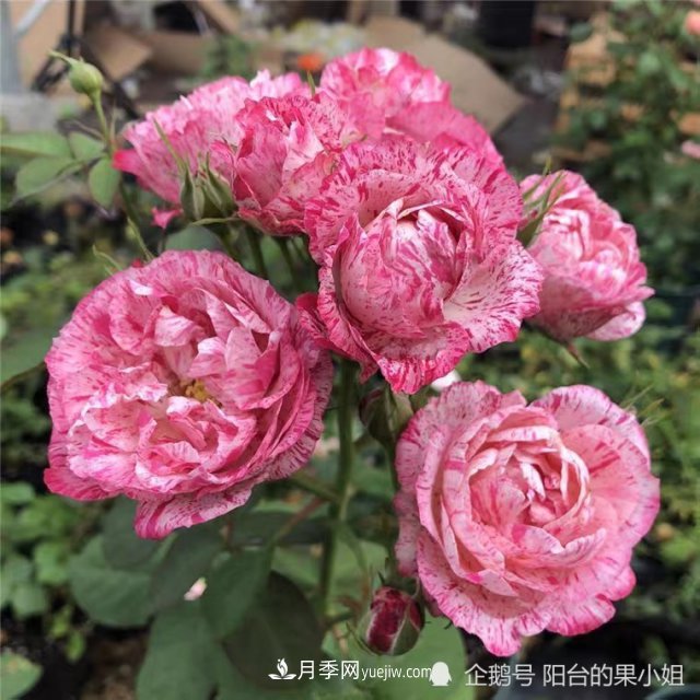 條紋系的月季，你***愛(ài)哪一種(圖2)