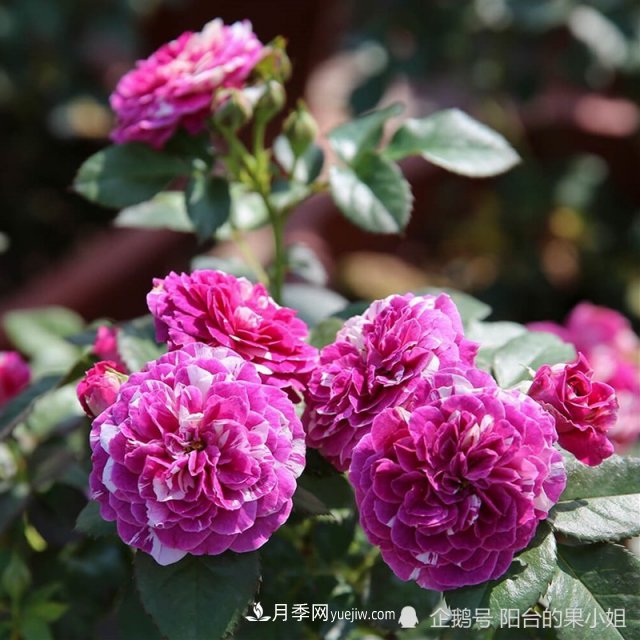 條紋系的月季，你***愛(ài)哪一種(圖6)