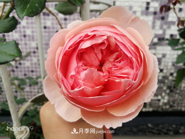 月季入門(mén)品種推薦：經(jīng)典條紋款莫奈和大花耐熱的真宙(圖3)