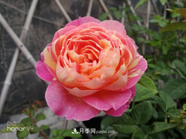 月季入門(mén)品種推薦：經(jīng)典條紋款莫奈和大花耐熱的真宙(圖1)