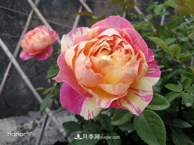 月季入門(mén)品種推薦：經(jīng)典條紋款莫奈和大花耐熱的真宙(圖2)