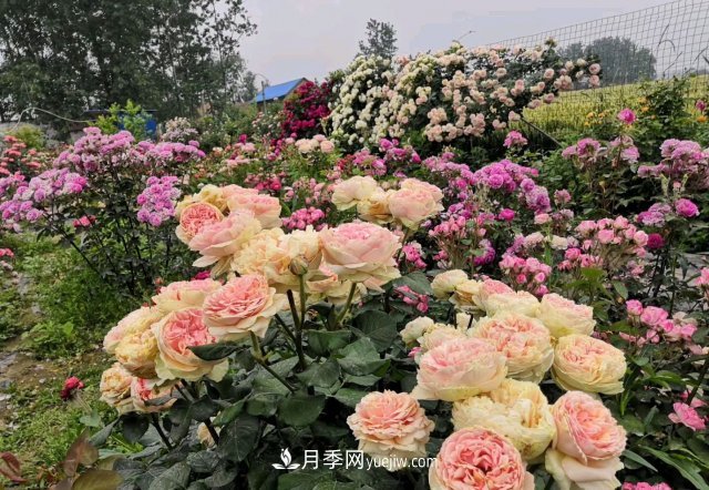 花泥扦插月季，不用假植存活率高，基質(zhì)還能自然降解很環(huán)保(圖2)