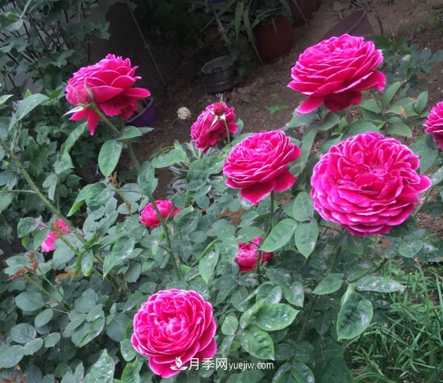 花泥扦插月季，不用假植存活率高，基質(zhì)還能自然降解很環(huán)保(圖1)