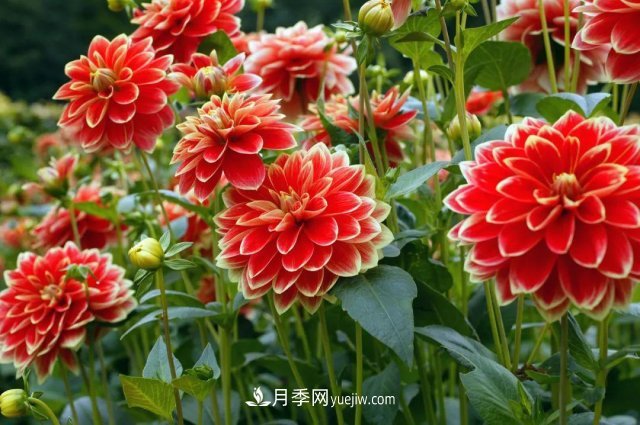 2021，十二生肖的運勢，養什么花***旺？(圖5)