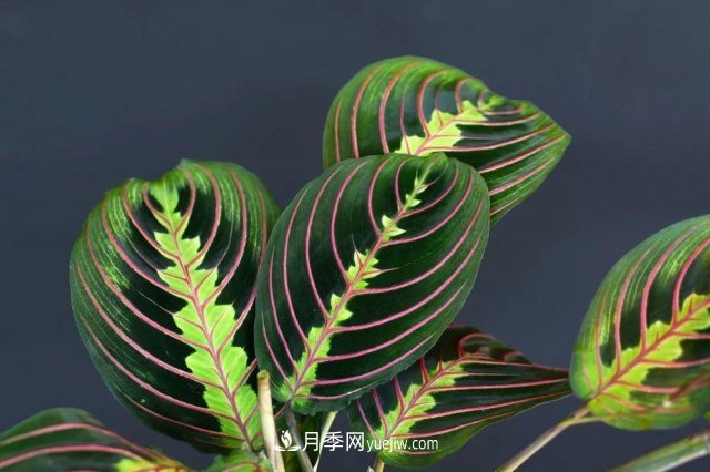 2021，十二生肖的運勢，養什么花***旺？(圖3)