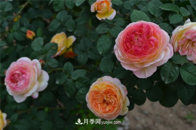 月季別亂買(mǎi)了，送你一份清單，都是經(jīng)典好品種(圖4)