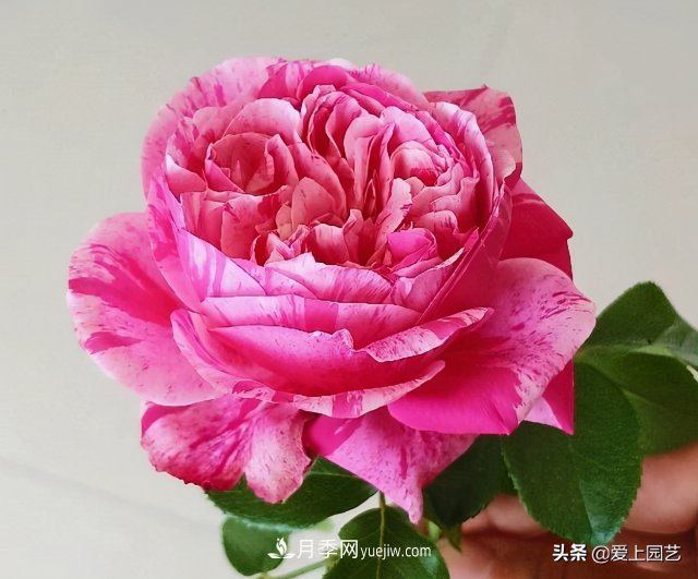藤月盤(pán)扎時(shí)經(jīng)常扎的手疼，推薦無(wú)刺的藤本月季品種(圖1)