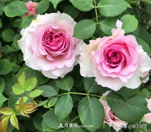 藤月盤(pán)扎時(shí)經(jīng)常扎的手疼，推薦無(wú)刺的藤本月季品種(圖4)