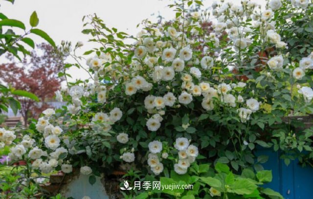 藤本月季優(yōu)秀品種！除了龍沙寶石，還有此六種推薦(圖6)