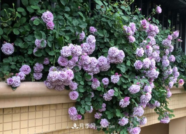 藤本月季優(yōu)秀品種！除了龍沙寶石，還有此六種推薦(圖3)