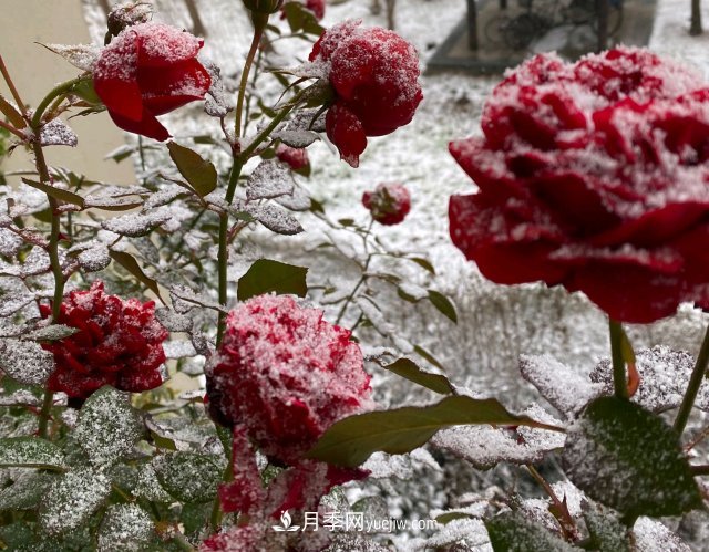 冬季的月季，花瓣鋪滿(mǎn)雪，似白糖，舔一口甜蜜蜜(圖1)