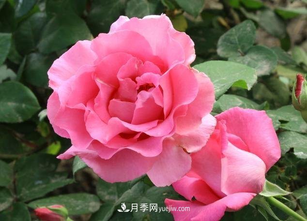 月季花養好了季季開(kāi)花，花量可喜長(cháng)得好看，有院子一定養幾株(圖1)