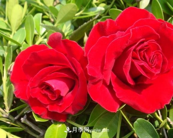 月季花養好了季季開(kāi)花，花量可喜長(cháng)得好看，有院子一定養幾株(圖2)