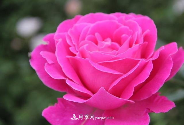 月季花養好了季季開(kāi)花，花量可喜長(cháng)得好看，有院子一定養幾株(圖3)