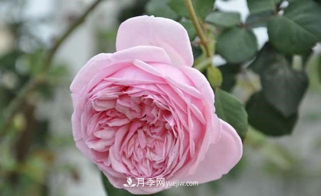 月季花這樣養，記住這些訣竅，開(kāi)花紅艷艷(圖2)