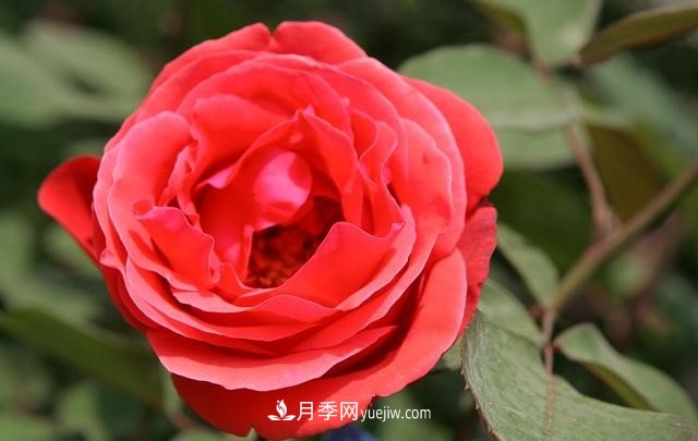 月季花這樣養，記住這些訣竅，開(kāi)花紅艷艷(圖3)