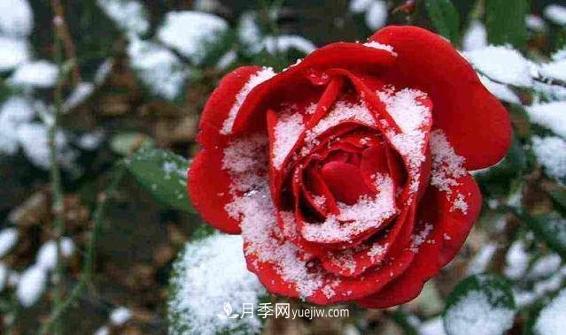 冬季月季為什么要修剪？修剪時(shí)應注意幾點(diǎn)？(圖1)