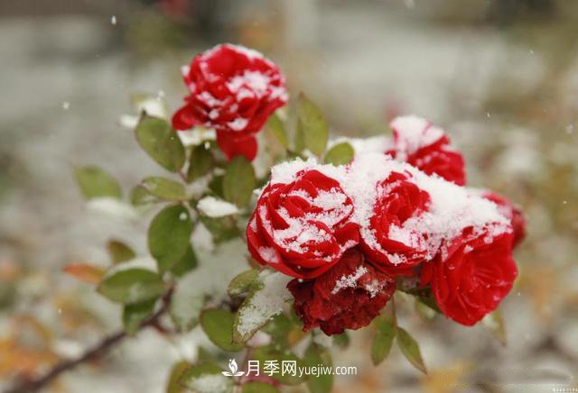 被雪中的月季花所震撼，傲然開(kāi)放，芳香依舊！(圖1)