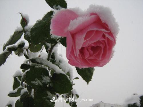 被雪中的月季花所震撼，傲然開(kāi)放，芳香依舊！(圖3)
