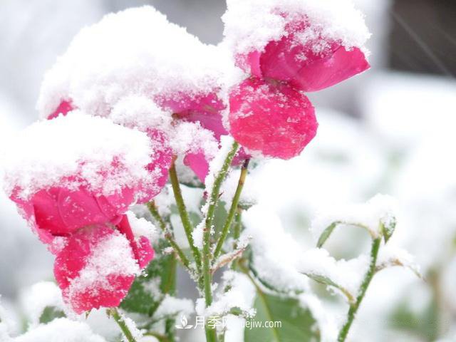 被雪中的月季花所震撼，傲然開(kāi)放，芳香依舊！(圖2)