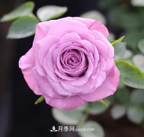 冬季想看花 這三種耐寒月季不能錯過(guò)(圖3)
