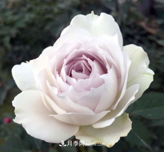 冬季想看花 這三種耐寒月季不能錯過(guò)(圖2)