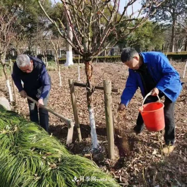 杭州月季“修養身息”，來(lái)年春天更加明艷(圖3)