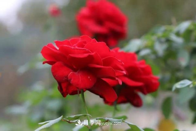 杭州月季“修養身息”，來(lái)年春天更加明艷(圖1)