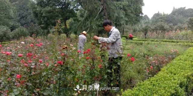 杭州月季“修養身息”，來(lái)年春天更加明艷(圖2)
