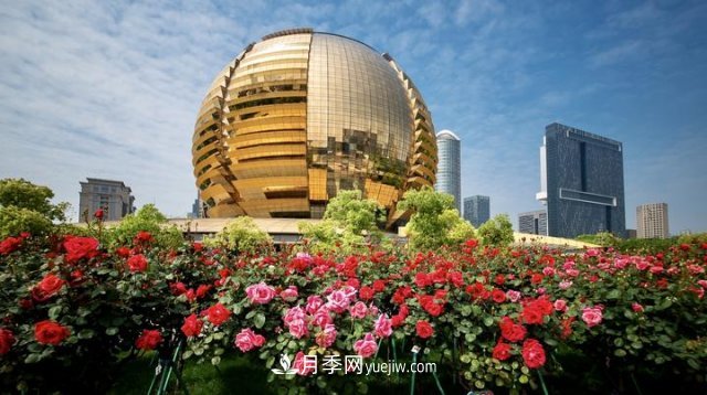 浙江杭州：錢(qián)江新城近千株月季盛開(kāi)陽(yáng)臺(圖4)