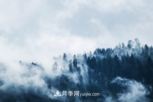 園林月季苗木冬季養護工作要注意哪些問(wèn)題？(圖1)