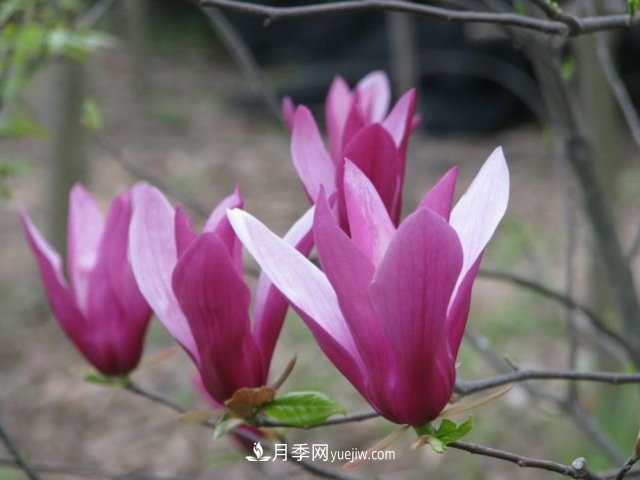 紫玉蘭和白玉蘭的區別及分辨方法(圖1)