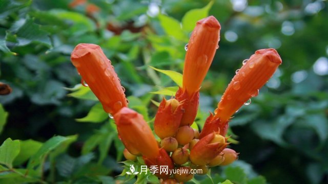 苗木假活的原因及應對方法(圖1)