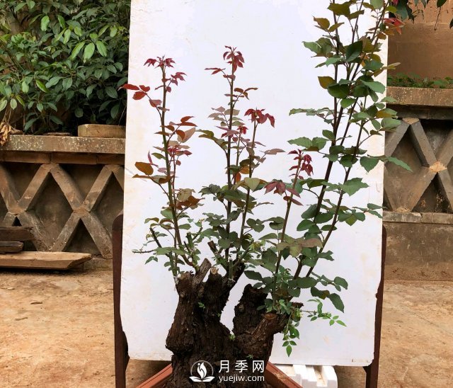 薔薇根嫁接的月季會(huì )長(cháng)粗筍嗎？粗筍的位置從哪里長(cháng)出來(lái)(圖2)