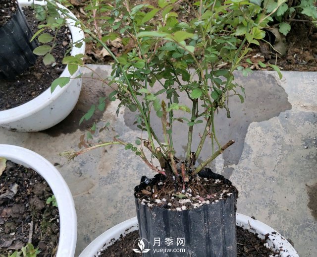 薔薇根嫁接的月季會(huì )長(cháng)粗筍嗎？粗筍的位置從哪里長(cháng)出來(lái)(圖1)