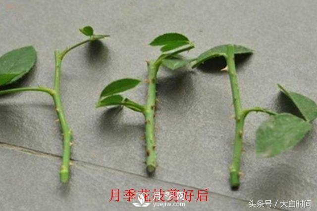 月季花扦插種植就是簡(jiǎn)單，明年滿(mǎn)盆開(kāi)花就靠它了(圖3)