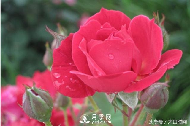 月季花扦插種植就是簡(jiǎn)單，明年滿(mǎn)盆開(kāi)花就靠它了(圖2)