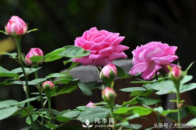 月季花扦插種植就是簡(jiǎn)單，明年滿(mǎn)盆開(kāi)花就靠它了(圖1)