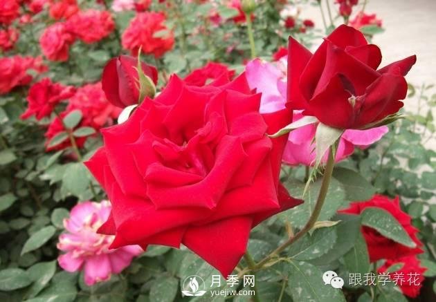 月季花的種植方法和日常養護管理(圖1)