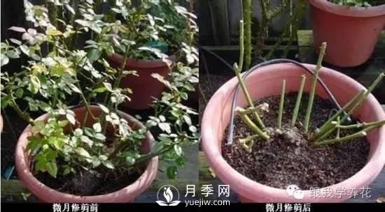 月季花的種植方法和日常養護管理(圖6)